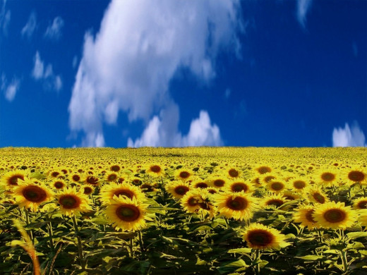 419145 (a): :1024x768